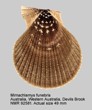 Mimachlamys funebris (5).jpg - Mimachlamys funebris(Reeve,1853)